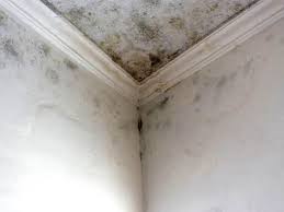 Best Environmental Consulting for Mold Prevention  in Ashland, OR