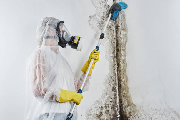 Best Attic Mold Removal  in Ashland, OR